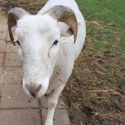 190415 schaap