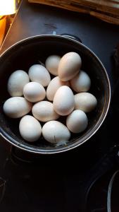 1905 eieren van de kalkoen